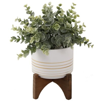 Eucalyptus Plant in Pot - Image 0