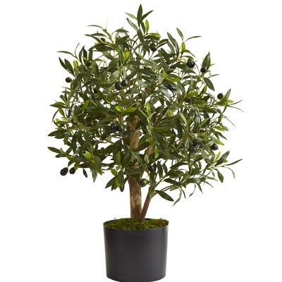 Olive Tree in Planter - Image 0