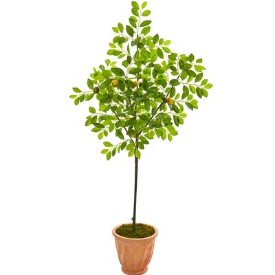 Lemon Tree in Planter - Image 0