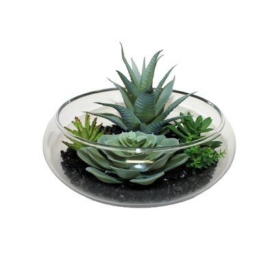 Dish Garden Aloe Succulent - Image 0