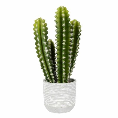 Cactus Succulent in Pot - Image 0