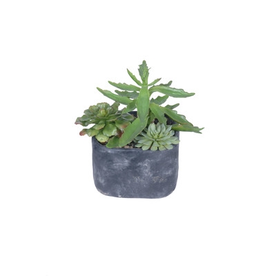 Succulents Plant in Pot - Image 0