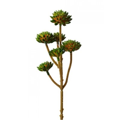Living Mini Desktop Succulent Plant - Image 0