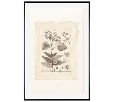 Botanical Plate 468, 28 x 42", Wood Gallery, Black, Mat - Image 0