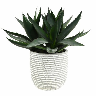 Succulent in Pot - Image 0