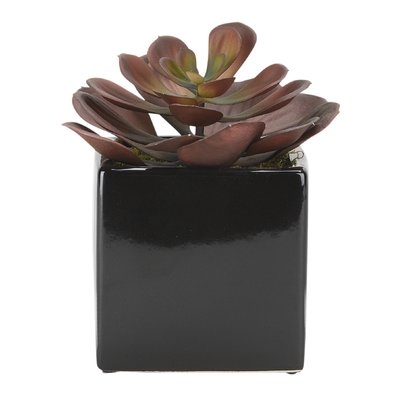 Echeveria Square Ceramic Floor Foliage Plant in Black Planter - Image 0