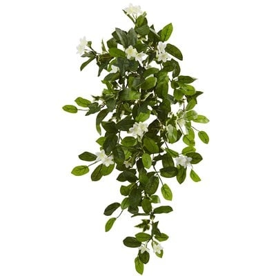 Mixed Stephanotis Hanging Ivy Plant - Image 0