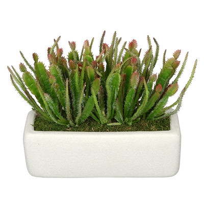 Artificial Wild Cactus Plant in Decorative Vase - Image 0