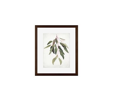 Eucalyptus Sprig Paper Print by Lupen Grainne, 13 x 11", Wood Gallery, Espresso, Mat - Image 0