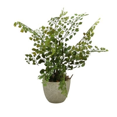 Maiden Hair Tabletop Ferns in Pots, Set of 3 - Image 0
