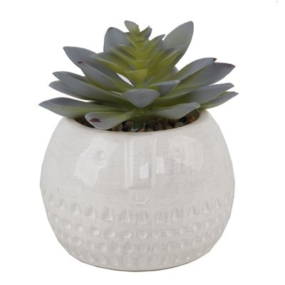 Round Ceramic Desktop Succulent Plant in Pot - Image 0