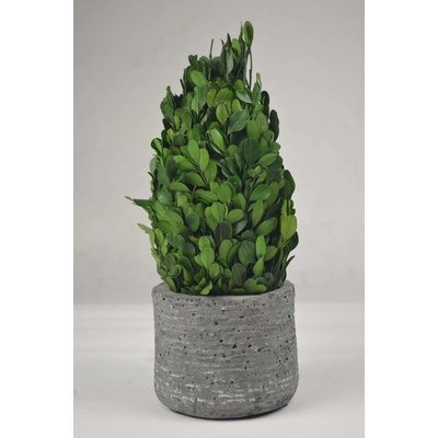 Tower Boxwood Topiary in Planter - Image 0