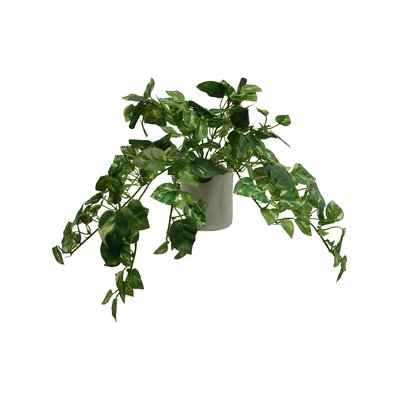 Modern Pothos Tabletop Ivy in Pot - Image 0