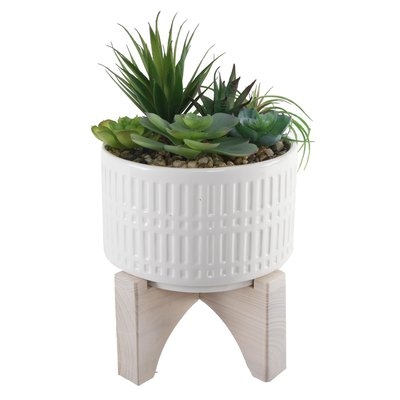 Desktop Succulent Plant in Pot - Image 0