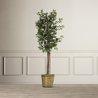 Nigel Artificial Ficus Tree in Planter - Image 0