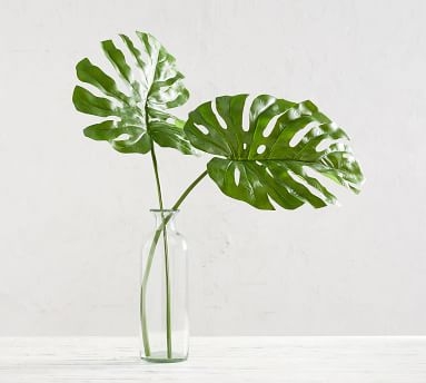 Philodendron Stem, Green, Large - Image 2