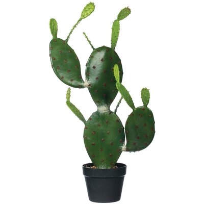 Cactus Plant in Pot - Image 0