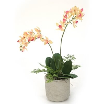 Mini Phalaenopsis Flowering Plant in Pot - Image 0