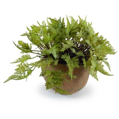 Woodland Desktop Foliage Plant in Pot - Image 0