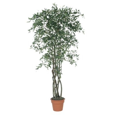 Olive Tree in Planter - Image 0