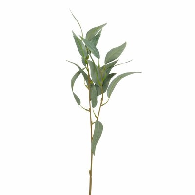 Spiky Eucalyptus Branch - Image 0