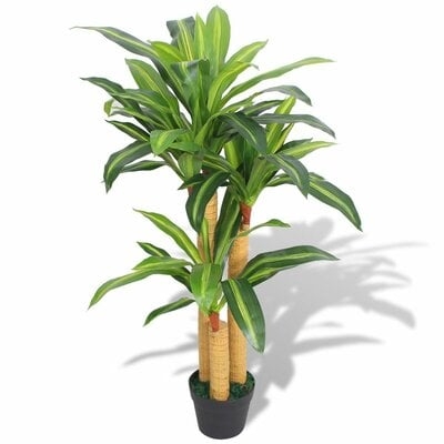 Dracaena Plant in Pot - Image 0