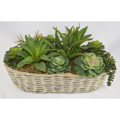 Desktop Succulents Plant in Basket - Image 0