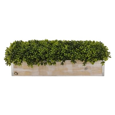 Faux Boxwood Topiary in Pot - Image 0