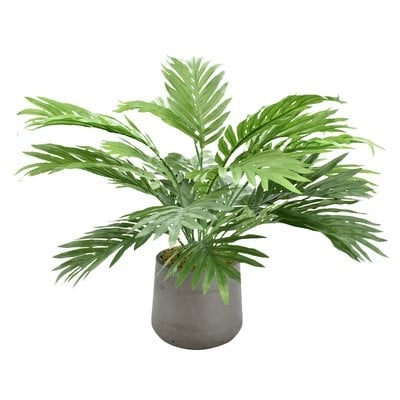 Areca Floor Palm Plant in Pot - Image 0