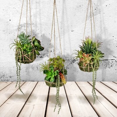 3 Piece Plastic Hanging Agave Succulent Set - Image 0