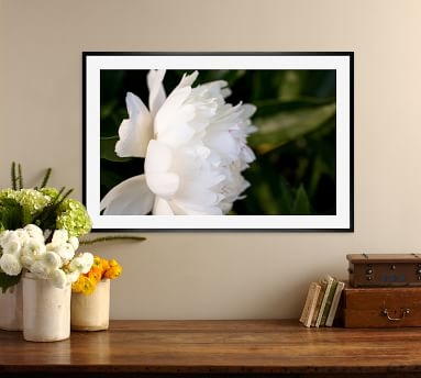 White Peony Framed Print by Cindy Taylor, 42 x 28", Wood Gallery Frame, Black, No Mat - Image 3