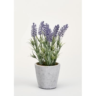 Lavender Foliage in Pot - Image 0