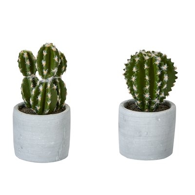 2 Piece Cactus Desktop Succulent Plant in Pot Set (Set of 2) - Image 0