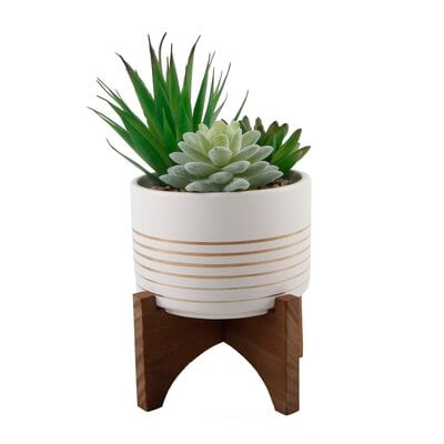 Agave Succulent in Planter - Image 0