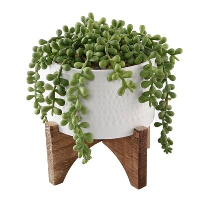 String Plant in Planter - Image 0