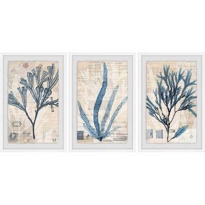 'Seaweed Arrangement' 3 Piece Framed Graphic Art Print Set - Image 0