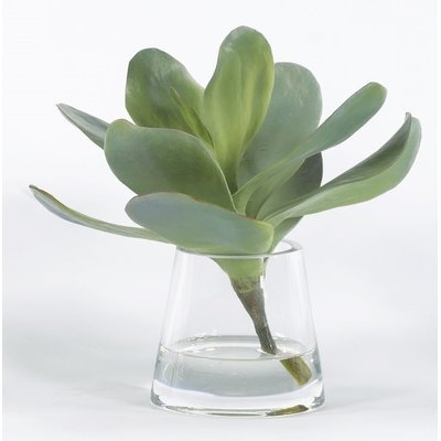 Succulent Plant in Glass Vase - Image 0