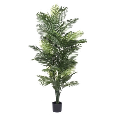 Robellini Palm Tree in Pot - Image 0