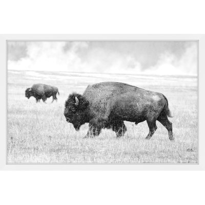'Buffalo Pair' Framed Photographic Print on Paper - Image 0