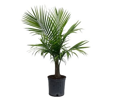 Live Fresh Majesty Palm Plant - Image 0