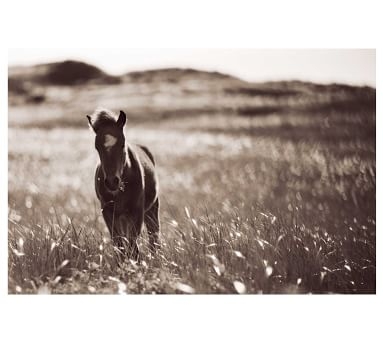 The Wild Horses Of Sable Island Book - Image 5
