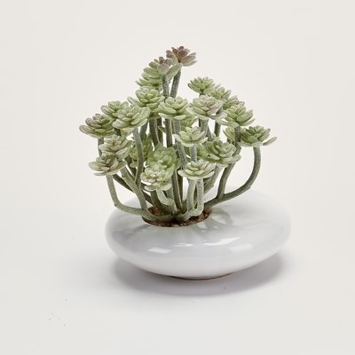 5" Aeonium Foliage Succulent in Pot - Image 0