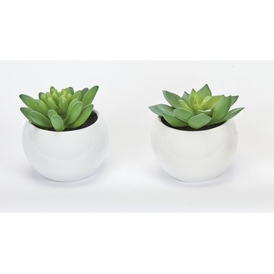 Succulent Desktop Plant in Pot (Set of 2) - Image 0