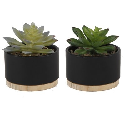 Ceramic Desktop Succulent Plant with Wood Base - Image 0