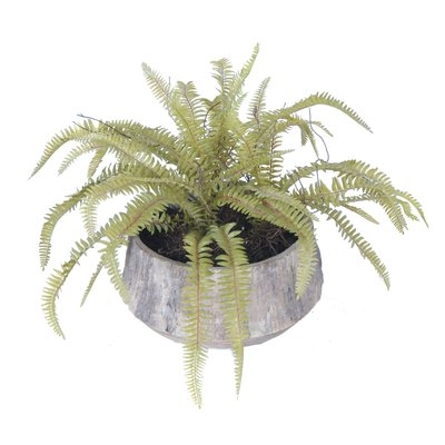 Bark Vase Fern Plant in Pot - Image 0