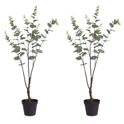 Eucalyptus Plant in Planter - Image 0