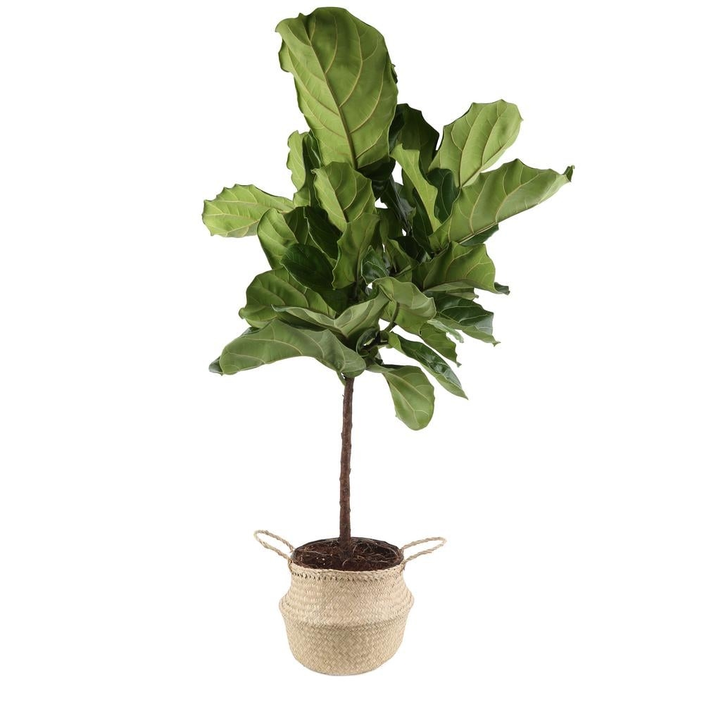 Ficus Lyrata Fiddle-Leaf Fig Standard Tree Floor Plant in 9.25 in. Natural Decor Basket - Image 0