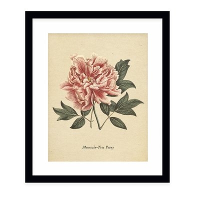 'Botanical Vintage Eight' - Picture Frame Graphic Art Print on Paper - Image 0
