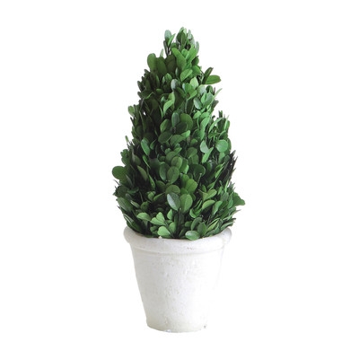 Boxwood Tapered Topiary in Pot - Image 0