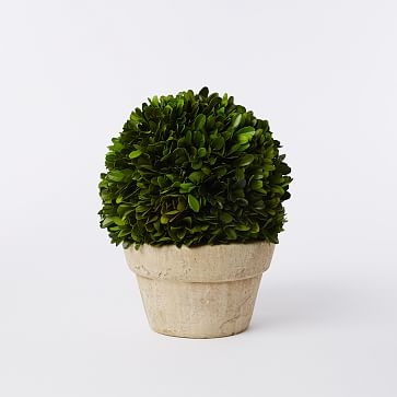 Boxwood Tree, Ball + Pot, Small - Image 0
